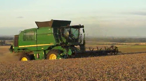 Harvesting wheat